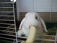 Banana Eating Bunny