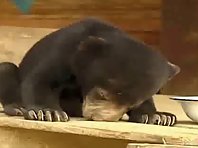 Sleepy bear cut