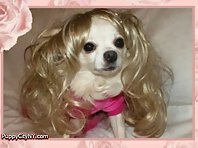 Pets In Wigs