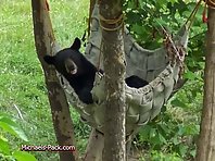 Animals in Hammocks