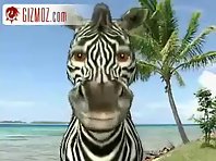 A hurt Zebra