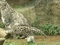 Baby snow leopards in Tokyo