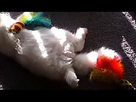 Pashmak sleeps with his toys