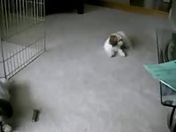 Stubborn Shih Tzu