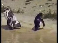 Dancing Penguin