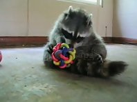 Raccoon and bottle caps