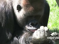 Calgary Zoo - Gorillas - BizBOXTV : Funny animal video videos