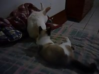 cat likes rabbit