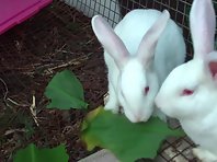 Rabbits eating