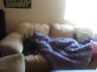 Couch potato dog