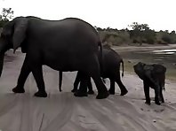 Baby Elephant Sneezes and Scares himself