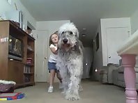 Funny dog playing tug of war