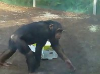 Baby gorilla and Baby Chimp