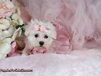 Maltese puppies - look how cute!