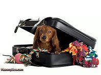 Ways To Travel With Your Dog