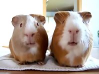 Guinea Pigs Eating Contest