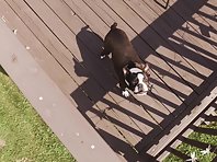 Drone vs Boston Terrier