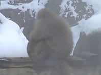 Baby snow monkeys
