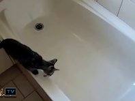 Cat In Water