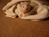 Baby Ferret