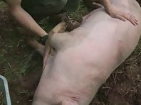 Pigs like tummy rubs too