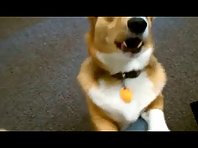 Dogs vs. Vuvuzela