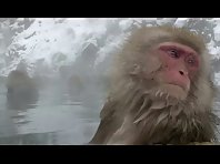 Snow monkey