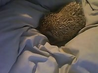 Cute Hedgehog