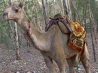 The unblinkig Camel