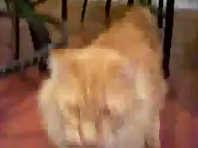 Very Funny Cat Talking