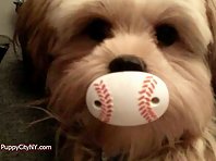 Pets Who Love Baseball!