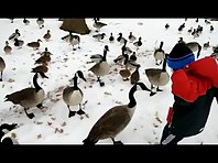 Duck bites a little boy