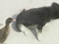 Duck and Dog