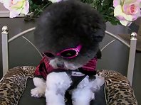 Secret - The World's Cutest Funniest Dog =D