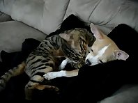 Cat and dog love