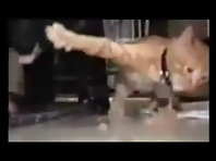 Funny Cats 3