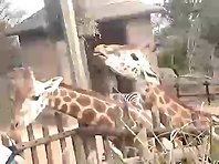 Funny giraffe