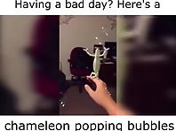Chameleon Popping Bubbles