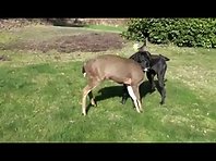 Deer and Dog