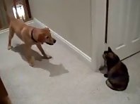 Dog Vs Cat