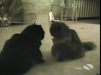Funny cats