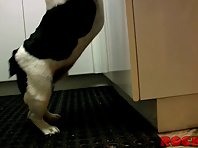 Bulldog can't jump