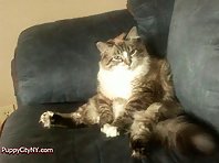 Funny Cats Sitting Up