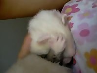Baby ferret