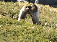 Boxing Marmots