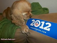Pets For Obama!