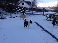 Sheep thinks that is it also a dog