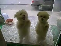 2 Cute Dancing Puppies