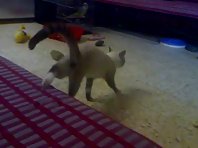 Pup harassing his elder sibling, a CAT