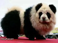 Dogs That Look Like Pandas